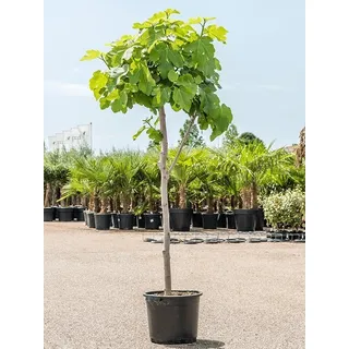 Feige Brown Turkey Baum 160-200 cm - Ficus carica kräftiger Stamm - Feigenbaum