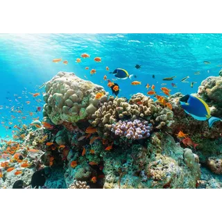 Papermoon Fototapete »UNTERWASSER-WELT-GOURAMI FISCHE KORALLE SEE MEER TIERE«, bunt