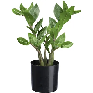 Creativ green Künstliche Zimmerpflanze »Zamifolia« mit detailgetreuen Blättern, grün