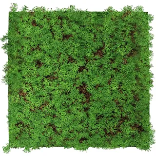 Wandpaneel Modular Wall 52 x 52 cm thuja tea tree