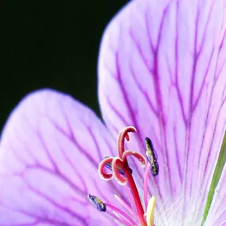 Wanduhr XXL 3D Optik Dixtime lila Orchidee 30x90 cm hochkant leises Uhrwerk GL-012H - Schwarz