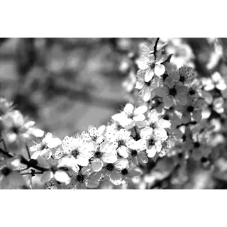 Fototapete PAPERMOON "Blumen Schwarz & Weiß", schwarz (schwarz, weiß), B:2m L:1,49m, Vlies, Tapeten, Fototapete