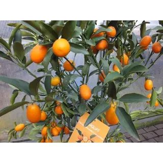 Kumquat mit Frucht 130-160 cm Fortunella margarita Citrus Zitrus Zitruspflanze