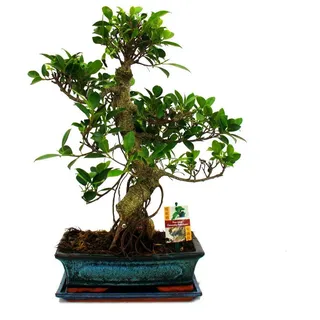 EXOTENHERZ Bonsai Chinesischer Feigenbaum - Ficus retusa - ca. 12-15 Jahre