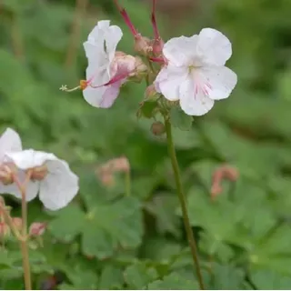 6 x Storchschnabel - Geranium cantabrigiense 'Saint Ola' | Topf 9cm x 9cm