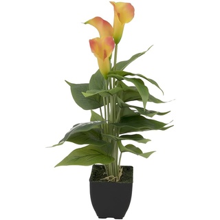 Europalms Calla mini, gelb orange, 43cm | Zimmerpflanze im Blumentopf