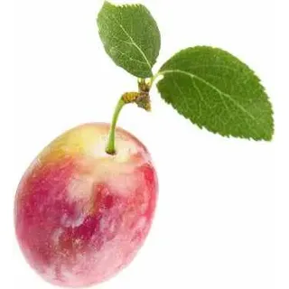 Pflaume Opal Hochstamm 100-120 cm im Topf, selbstbestäubend, Obstbaum Prunus domestica Opal, winterhart, frühreif, süße Früchte