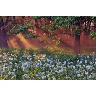 Papermoon »LÖWENZAHN-FELD WIESE PUSTEBLUME KRAUT BLUME WALD NEBEL«, bunt,