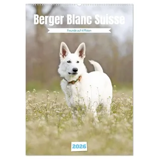 Berger Blanc Suisse - Freunde auf 4 Pfoten (Wandkalender 2026 DIN A2 hoch), CALVENDO Monatskalender: Der Berger Blanc Suisse, ein Weißer Schweizer ... ist eine von der FCI anerkannte Hunderasse.