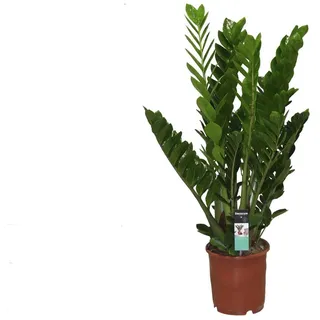 Zamioculcas 90 cm Zamiifolia Zanzibar Glücksfeder Zimmerpflanze