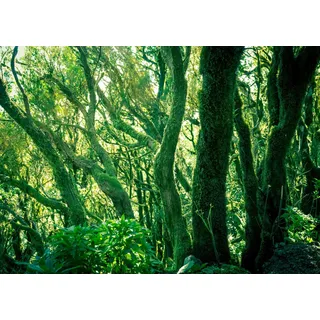 Rasch Tapete 363258 - Fototapete auf Vlies mit Wald in Grün aus der Kollektion Magicwalls - 2,65 m x 3,71 m (LxB)