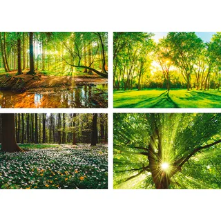 Artland Poster »Wald Bach Frühling Windrosen Sonne Baum«, Wald, (4 St.), Poster, Wandbild, Bild, Wandposter, grün