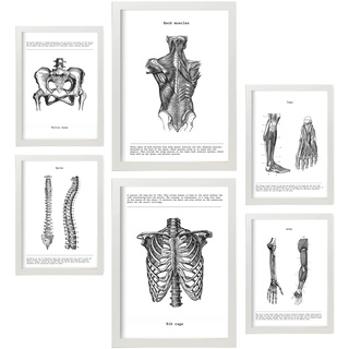 Nacnic-Set von 6 Anatomie-Poster. Sammlung von Platten mit ästhetischer Collage für Innendekoration. Größen A3 und A4. Mit weißem Rahmen.