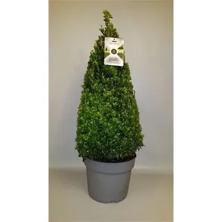 5 Stück Buchsbaum Pyramide - Kegel 90 cm Buxus sempervirens
