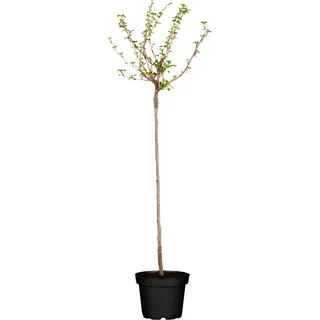 GROW by OBI Bio Stachelbeere Fußstamm Grün Ribes uva-crispa