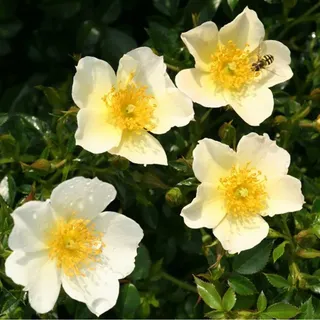 2 x Kordes Nektar Rose - Rosa 'Sonnenröschen'®