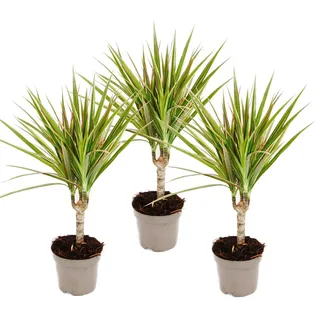 zweifarbiger Drachenbaum - Dracaena marginata Bicolor - Set mit 3 Pflanzen - Grün
