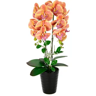 I.GE.A. »Orchidee« Im Topf Phalaenopsis Orchidee Phalaenopsis mit Übertopf Hochzeit,