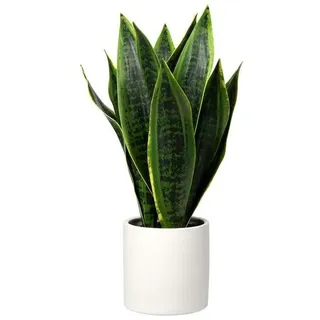Unyqoos® Kunstpflanze Sansevieria – 40,6 cm hoch, 15–20 cm breit, weißer Keramiktopf, realistische pflegefreie Pflanze aus weichem Kunststoff - Weiß