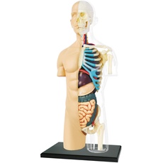 EXPLORA - Halbtorso - Anatomie des menschlichen Körpers - 546083 - Realistisches Modell mit 37 Teilen - Montageanleitung und Bildungsquiz - Kinderspiel - Wissenschaftlich - Ab 8 Jahren
