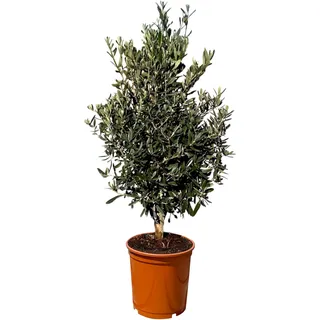 sunny-tree Olivenbaum Olea Europea in Strauchform Höhe 100-120 cm inkl. Topf. Winterhart bis -18° Immergrün