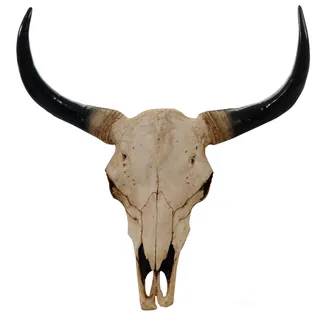 Deko Schädel 64cm, Polyresin Stier Bulle Longhorn Kopf Trophäe, In-/Outdoor ~ natur