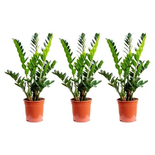 3er-Set Glücksfeder - echte Zimmerpflanze, Zamioculcas zamiifolia 9+ - Höhe 90 cm, Topf-Ø 21 cm