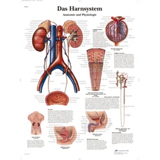3B Scientific Lehrtafel - Das Harnsystem - Anatomie und Physiologie