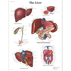 3B Scientific Human Anatomy – The Lever Diagramm, laminierte Version