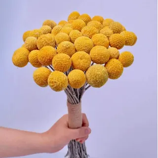 TooGet Natürlich Craspedia Getrocknete Blumen Gelb Billy knöpft Kugeln Strauß Bündel, Craspedia Dried Flowers Billy Buttons Arrangements Dekorieren Sie für Heimwerker, Hochzeit, Geschäft