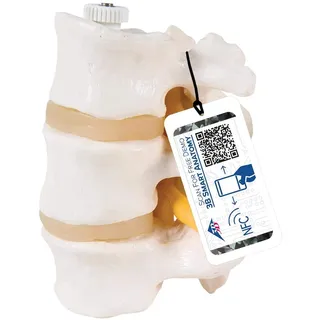 3B Scientific A76/8 3 Lendenwirbel, flexibel montiert, inkl. anatomischer Software 3B Smart Anatomy