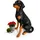 Dobermann 83 Schwarz/Braun