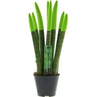 Sansevieria Cylindrica Straight -Spaghetti VELVET TOUCHZ®- 15-20 cm Bogenhanf Zimmerpflanze (Lime) - Grün