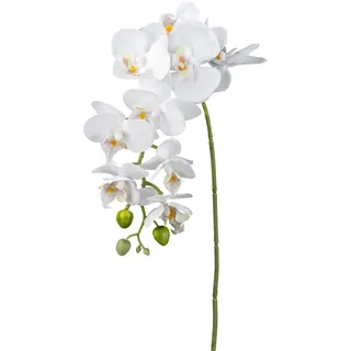 Creativ green "Orchidee Phalaenopsis", gelb,