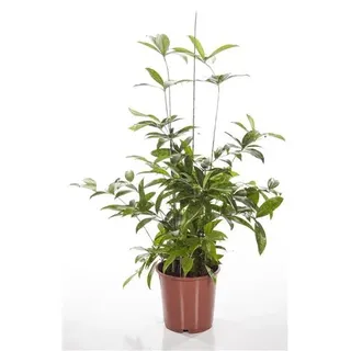 Drachenbaum 40 cm Dracaena surculosa Zimmerpflanze