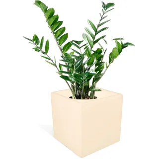 Kloris Moderner quadratischer Blumenkübel aus Polyethylen, 25 cm, Creme, ganzes Fassungsvermögen, 25 x 25 cm, Höhe und Tiefe 25 cm