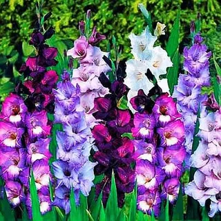 Gladiole Gladiolus Schwertblume Sommerblühende Violett-Farben 50 St. - Violett