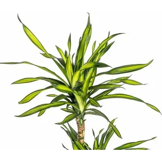 Drachenbaum Dracaena deremensis Rikki 90-110cm 21cm Zimmerpflanze pflegeleicht