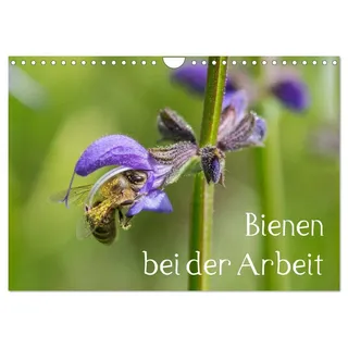 Bienen bei der Arbeit (Wandkalender 2026 DIN A4 quer), CALVENDO Monatskalender: Auf 13 Fotografien sammeln Krainer Bienen Nektar und Pollen auf Blumen un Bäumen. (CALVENDO Tiere)