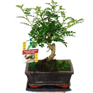 Bonsai Szechuan-Pfeffer - Zanthoxylum piperitum - ca. 6 Jahre - Kugelform