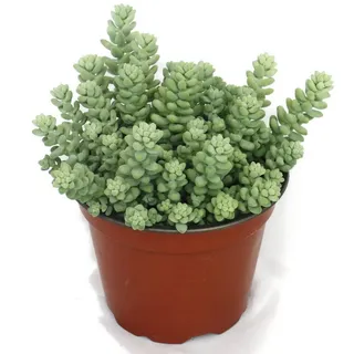 EXOTENHERZ Sedum morganianum burritum – Affenschaukel – 12-cm-Topf - Grün