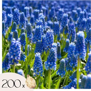 Traubenhyazinthen - 200 Stk - Muscari armeniacum - Blumenzwiebeln - Blau - Blau