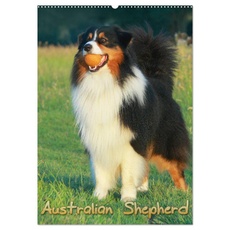Bild Australian Shepherd Wandkalender 2024) - A2
