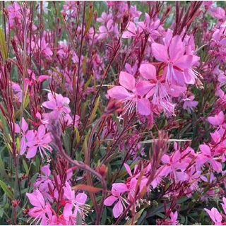 6 x Prachtkerze - Gaura Lindheimeri 'Tutti Frutti' - Topf 9cm x 9cm