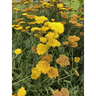 6 x Achillea 'Coronation Gold' - Schafgarbe im topf 9 x 9 cm