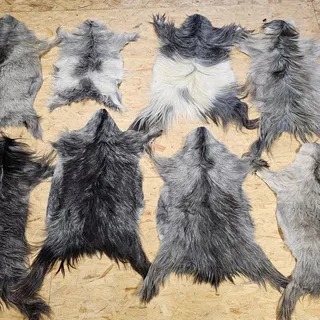 Ziegenfell Zickelfell kein Geruch | natürliche Farben | Fellteppich - 80cm-100cm lang 1.Wahl