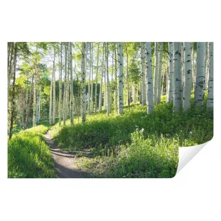 WallArena Fototapete Wald Baume Vliestapete Tapete 400x280 , Multicolor , Papier , Baum/Pflanze/Natur , Rechteckig , 400x280 cm , FSC 100% , Tapeten & Wandverkleidungen, Fototapeten