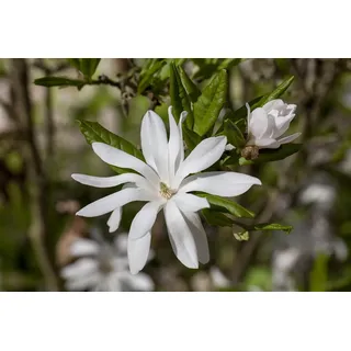 Magnolia stellata, Sternmagnolie, weiß, 60–80 cm
