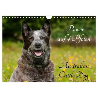 Calvendo Power auf 4 Pfoten. Australian Cattle Dog (Wandkalender 2026 DIN A4 quer), CALVENDO Monatskalender: Australian Cattle Dogs auf 13 wunderschönen Fotos (CALVENDO Tiere)
