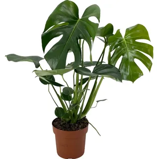 GROW by OBI Fensterblatt Höhe ca. 60-75 cm Topf Ø ca. 17 cm Monstera Deliciosa